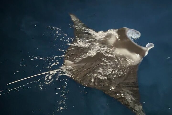Isla Grande : Aventura de buceo nocturno con manta raya en Kailua-Kona