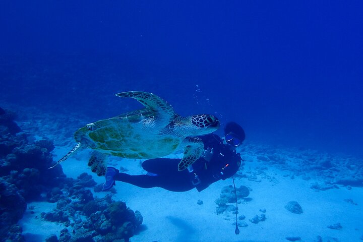 Okinawa: Scuba Diving Tour with Wagyu BBQ Lunch and English guide