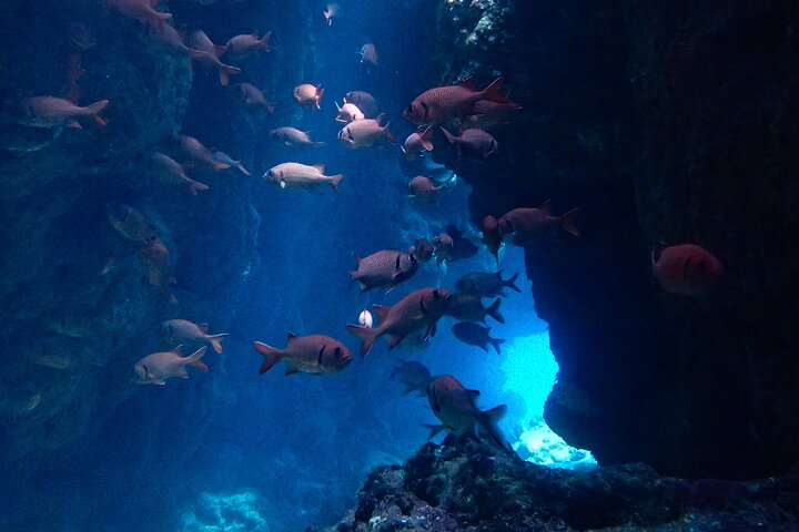 Okinawa Scuba Diving voor gecertificeerde duikers (3 bootduiken + lunch)