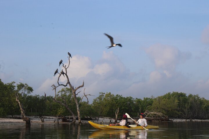Kayak Mangroves Sunrise Expérience