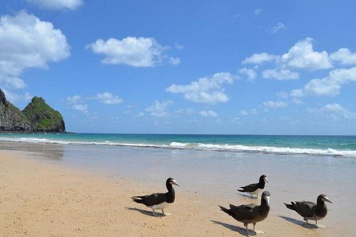 7 uur Ilhatour-avontuur in Fernando de Noronha