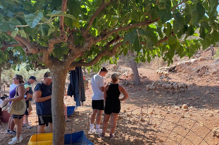Autentisk kretisk matlaging klasse og gård erfaring i Chania, Kreta