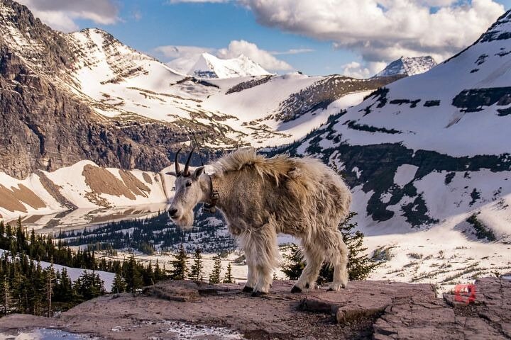 Selbstgeführte Audio-Fahrttour im Glacier National Park