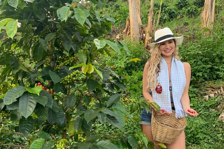 Tour zur Kaffeefarm und zu den heißen Quellen von Santa Rosa ab Pereira oder Armenien