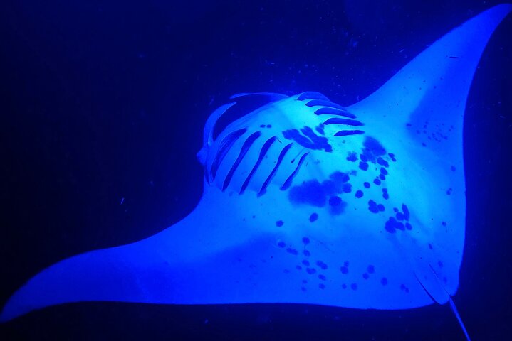 Isla Grande : Aventura de buceo nocturno con manta raya en Kailua-Kona