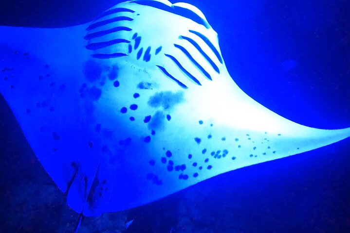 Isla Grande : Aventura de buceo nocturno con manta raya en Kailua-Kona