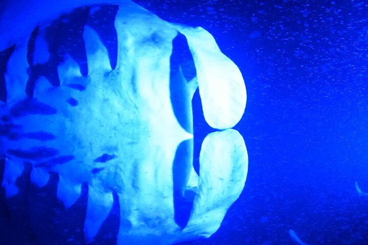 Isla Grande : Aventura de buceo nocturno con manta raya en Kailua-Kona