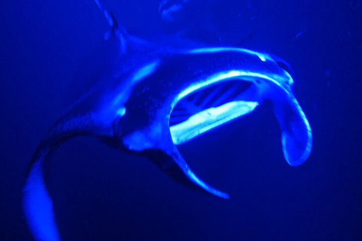 Isla Grande : Aventura de buceo nocturno con manta raya en Kailua-Kona