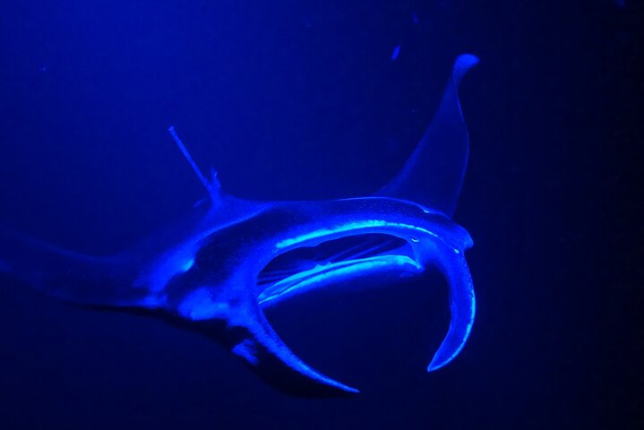 Isla Grande : Aventura de buceo nocturno con manta raya en Kailua-Kona