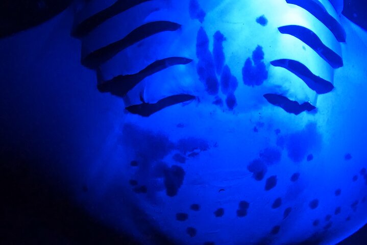 Isla Grande : Aventura de buceo nocturno con manta raya en Kailua-Kona