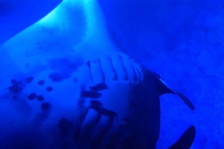 Isla Grande : Aventura de buceo nocturno con manta raya en Kailua-Kona