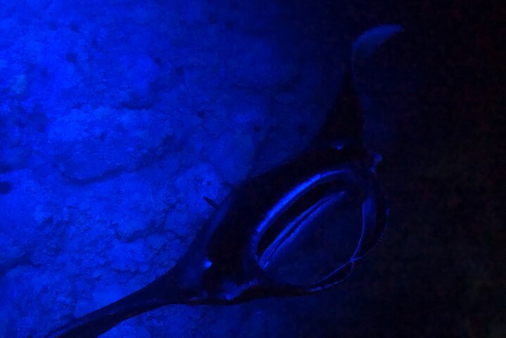 Isla Grande : Aventura de buceo nocturno con manta raya en Kailua-Kona