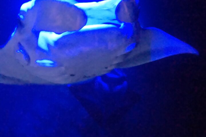 Isla Grande : Aventura de buceo nocturno con manta raya en Kailua-Kona