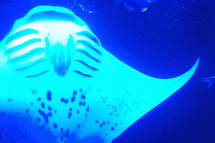 Isla Grande : Aventura de buceo nocturno con manta raya en Kailua-Kona