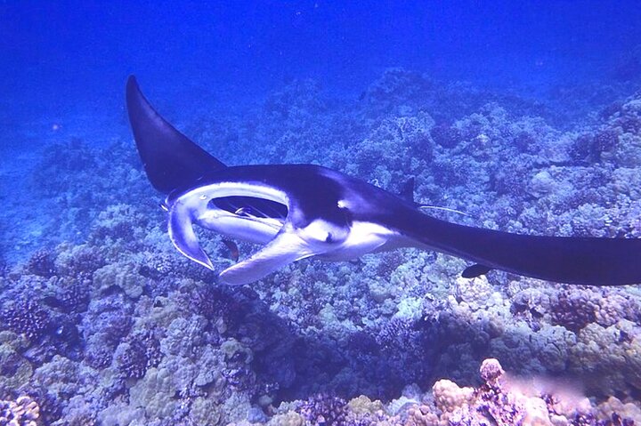 Isla Grande : Aventura de buceo nocturno con manta raya en Kailua-Kona