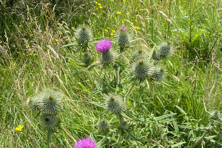 loch Ness, Inverness og Outlander-steder fra Invergordon Port