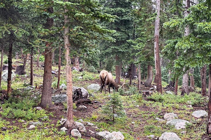 Einziehbare Glas Top Tours von RMNP von Purple Points Tour Company