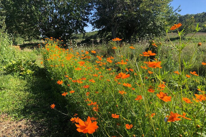 Introduzione privata al colore delle piante a Forcalquier in Provenza
