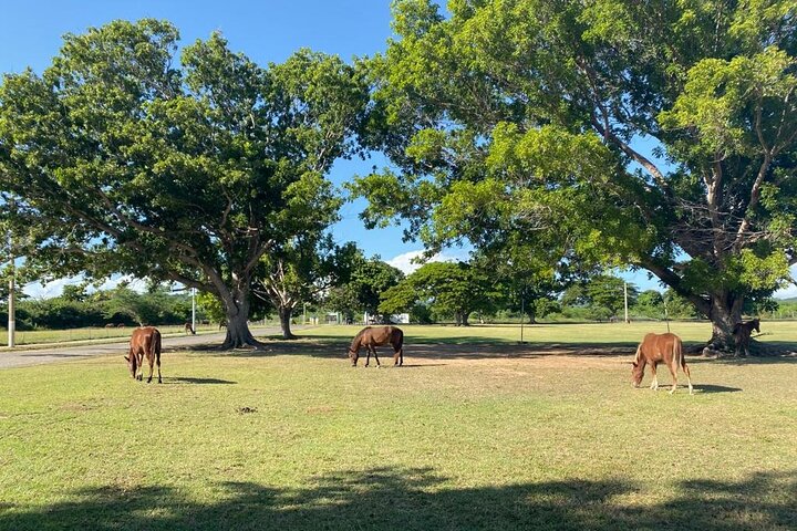 Vieques Bio Bay Tour och stranddagstur från San Juan med färja