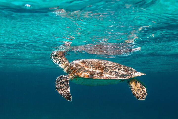 E Snorkeling Tour in Bonaire with Sea Scooters