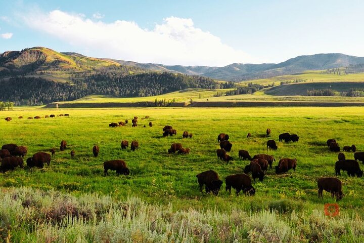 Självguidad ljudkörtur i Yellowstone och Grand Teton