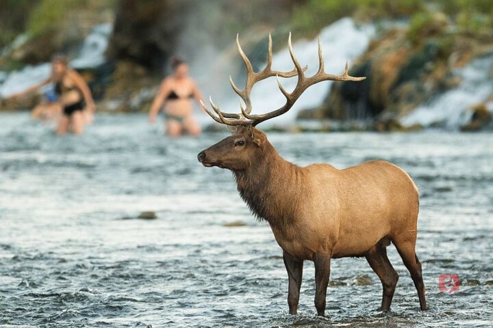 Självguidad ljudkörtur i Yellowstone och Grand Teton