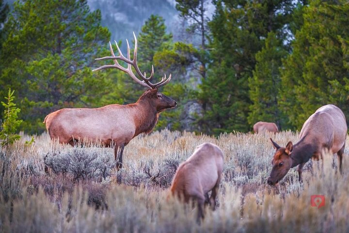Självguidad ljudkörtur i Yellowstone och Grand Teton
