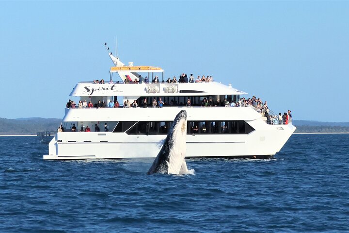 Crociera Spirit of Hervey Bay con avvistamento di balene