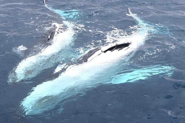 Crociera Spirit of Hervey Bay con avvistamento di balene