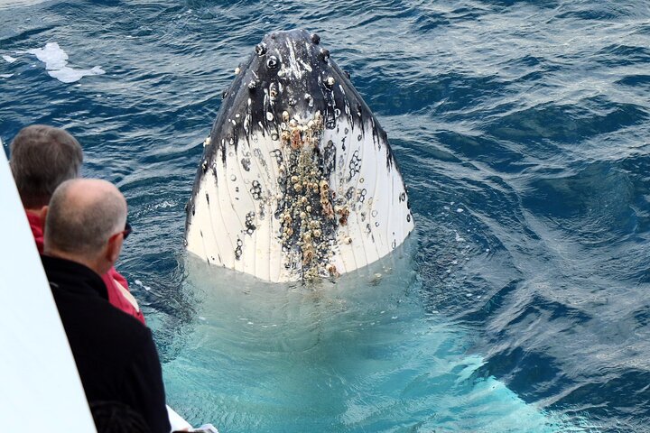 Crociera Spirit of Hervey Bay con avvistamento di balene