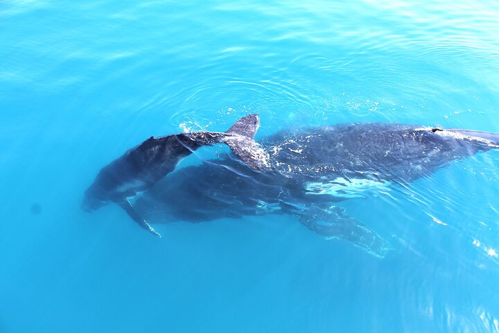 Crociera Spirit of Hervey Bay con avvistamento di balene