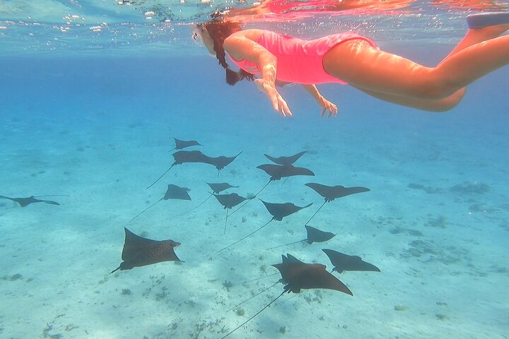Tour de safari por la laguna de día completo con almuerzo en Bora Bora - Tour compartido