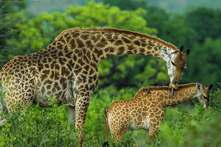 Nairobi National Museum, Giraffe Center und Bomas Kenia Führung