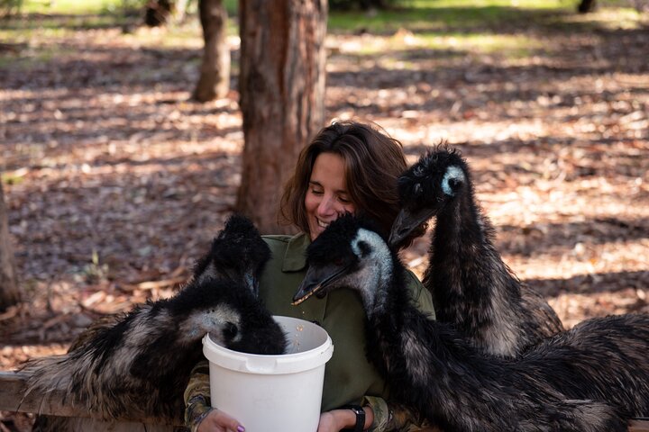 Jóias escondidas do rio Margaret: vinho, almoço Italiano e alimentação emu