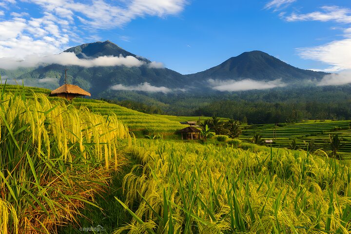 Tour privado de día completo: descubra lo mejor del destino de Bali