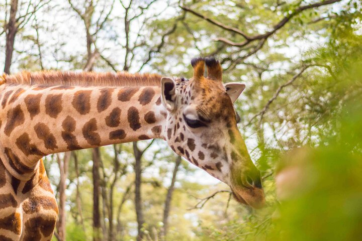 Nairobi National Museum, Giraffe Center und Bomas Kenia Führung