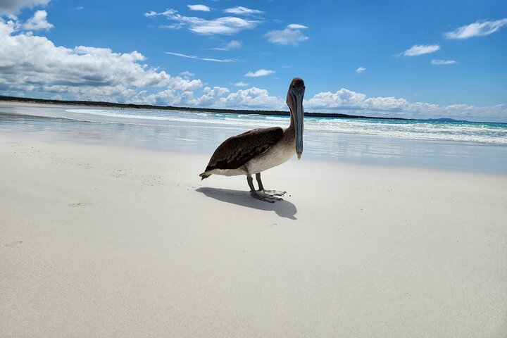 Beach Wildlife and Snorkel Adventure med undervattensspecialist