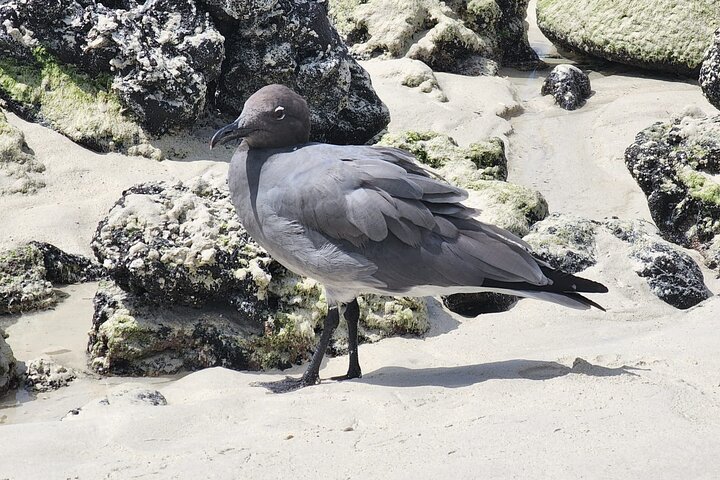 Beach Wildlife and Snorkel Adventure med undervattensspecialist