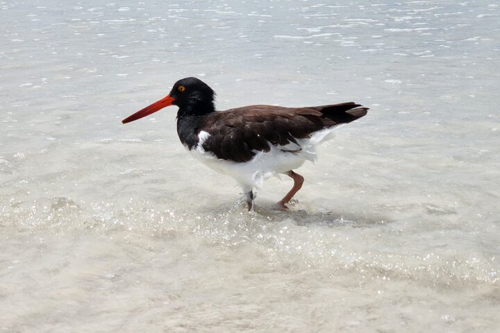 Beach Wildlife and Snorkel Adventure med undervattensspecialist
