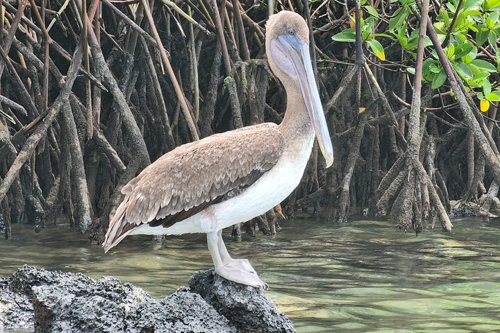 Beach Wildlife and Snorkel Adventure med undervattensspecialist