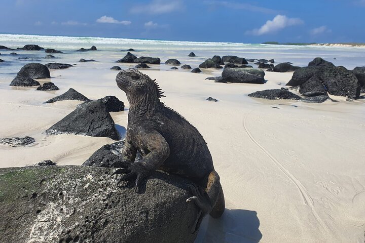 Beach Wildlife and Snorkel Adventure med undervattensspecialist