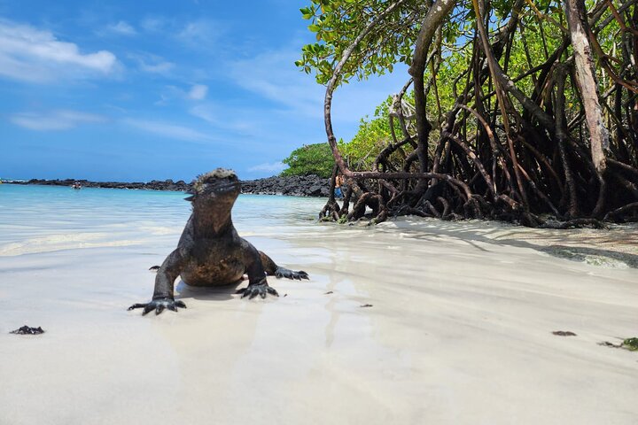 Beach Wildlife and Snorkel Adventure med undervattensspecialist