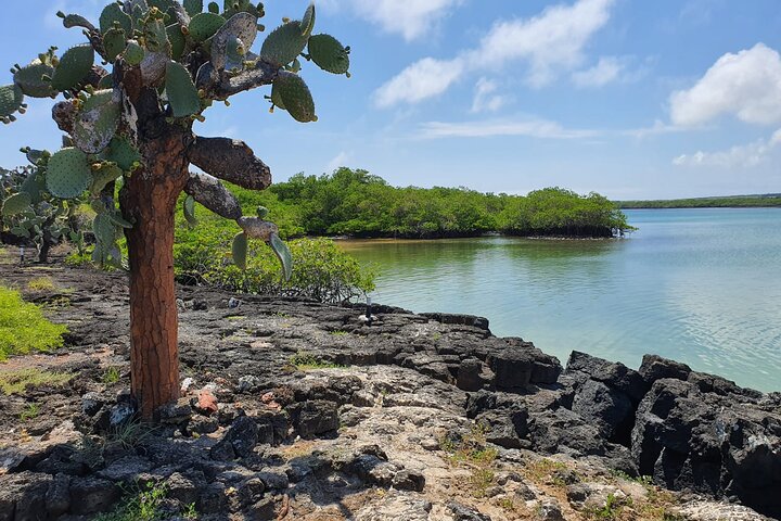 Beach Wildlife and Snorkel Adventure med undervattensspecialist