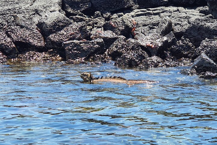 Beach Wildlife and Snorkel Adventure med undervattensspecialist