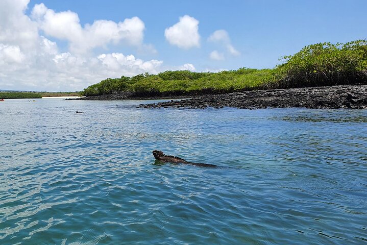Beach Wildlife and Snorkel Adventure med undervattensspecialist