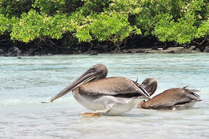 Beach Wildlife and Snorkel Adventure med undervattensspecialist