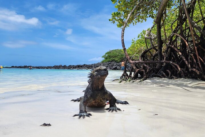Beach Wildlife and Snorkel Adventure med undervattensspecialist
