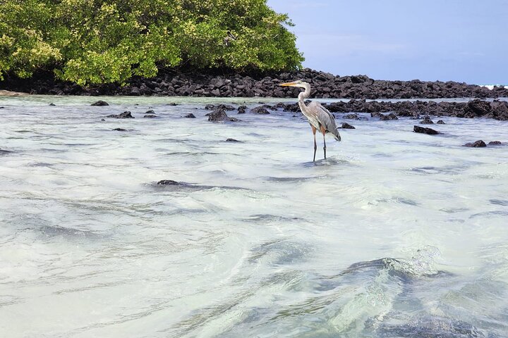 Beach Wildlife and Snorkel Adventure med undervattensspecialist