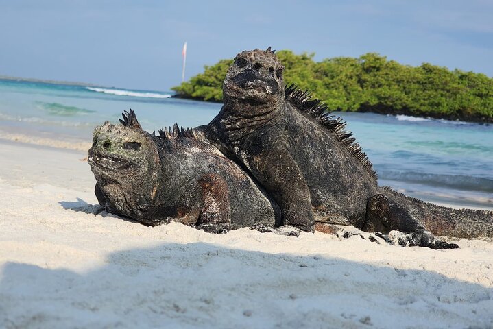 Beach Wildlife and Snorkel Adventure med undervattensspecialist