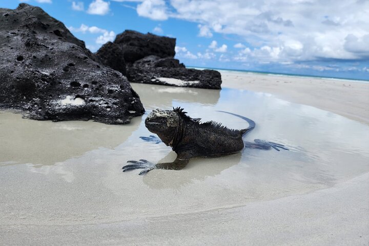 Beach Wildlife and Snorkel Adventure med undervattensspecialist